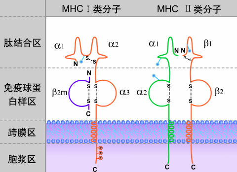 hlab27阳性一定是强直性脊柱炎吗 hlab27阳性一定是强直性脊柱炎吗